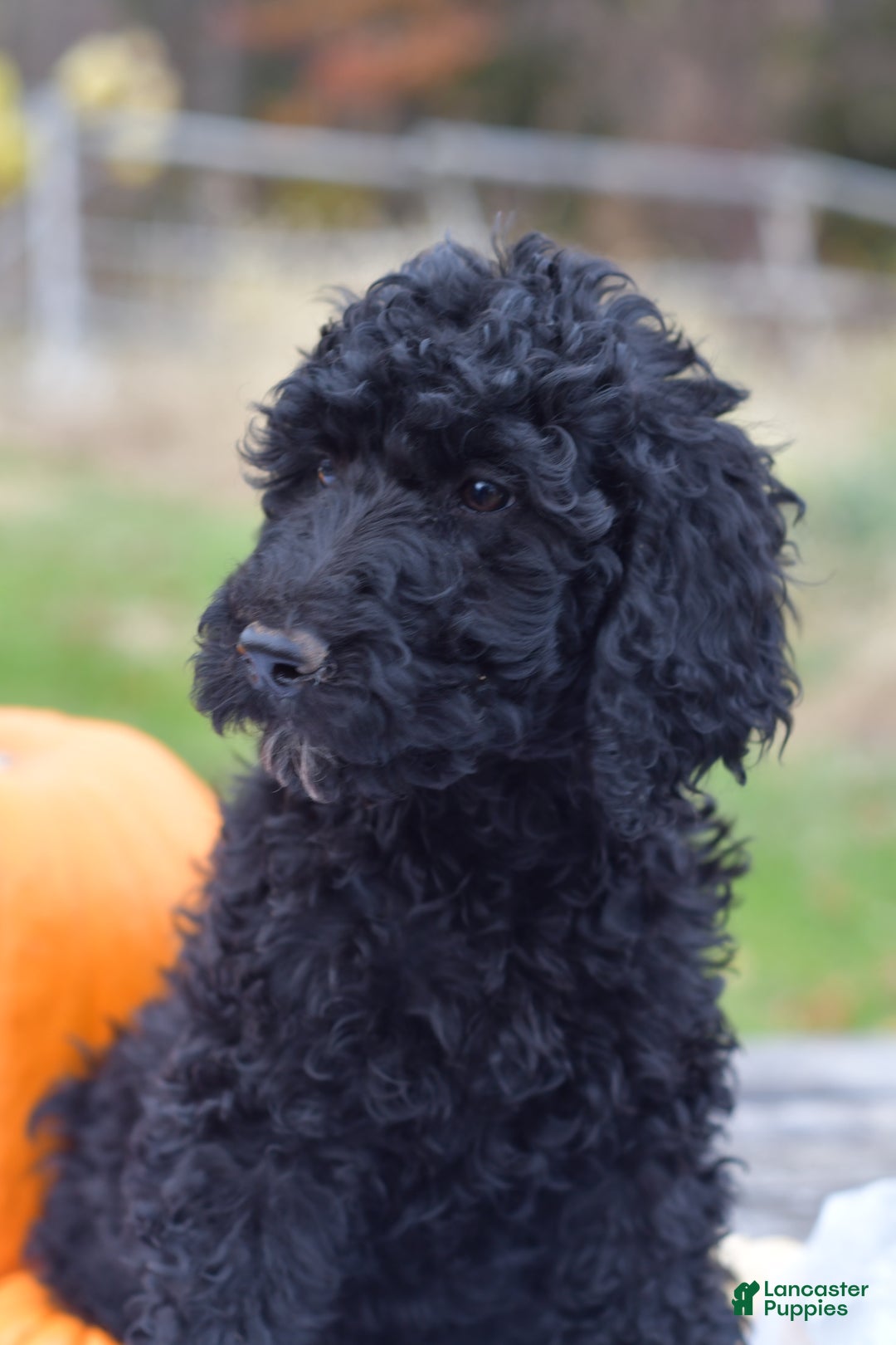 Standard Poodle dogs for sale: Clover - Ad 7