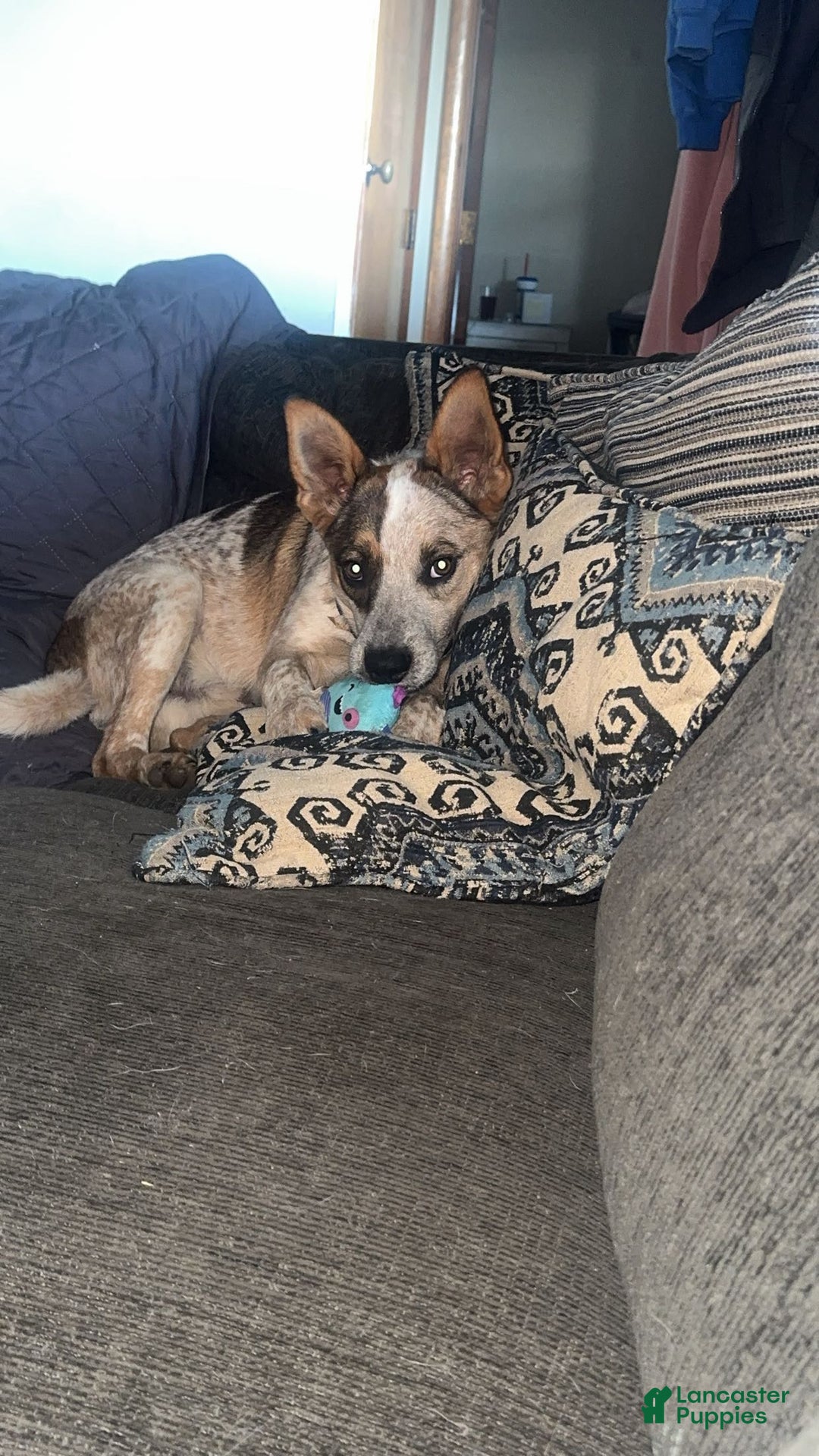 Australian Cattle Dog dogs for sale: Stockings - Ad 6