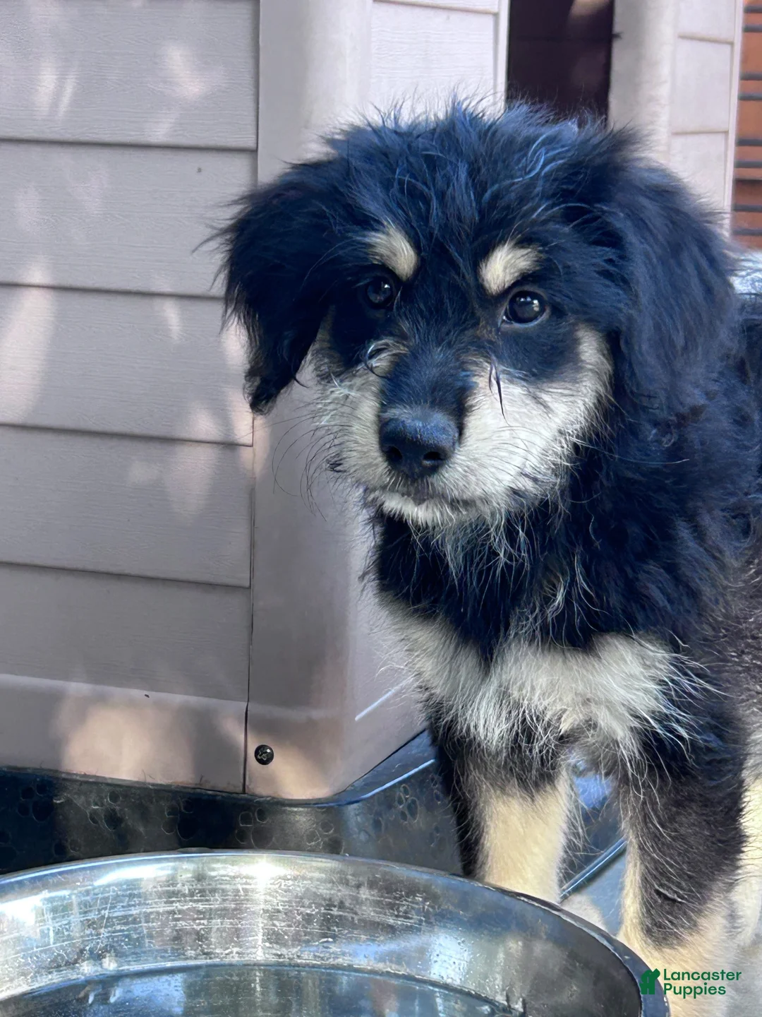 Mixed Breed dogs for sale: Pelusa - Ad 1