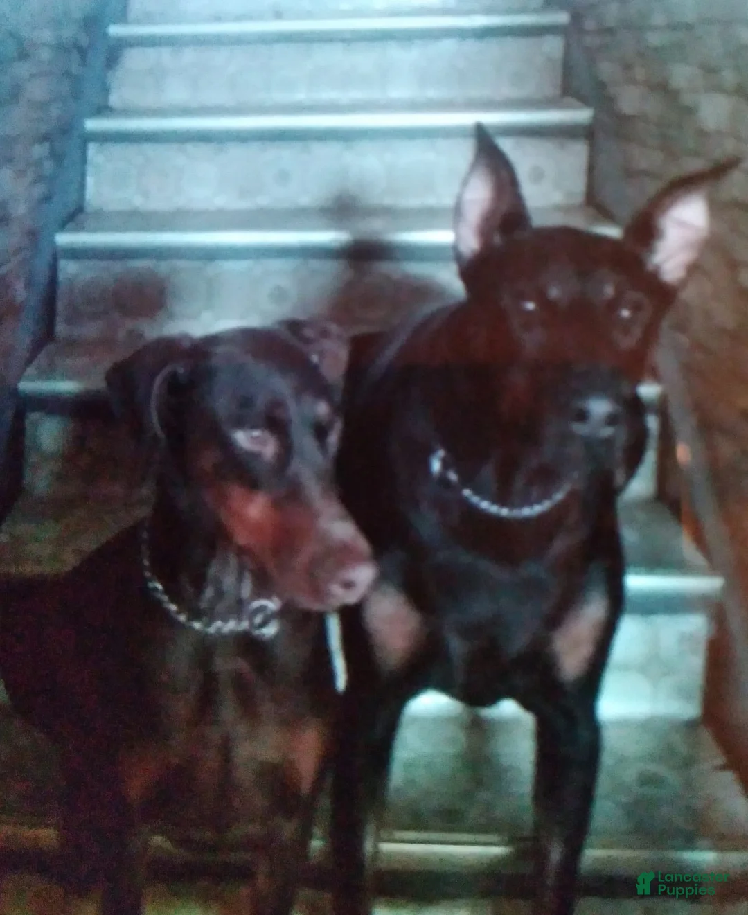 Gallery Image {{count}}