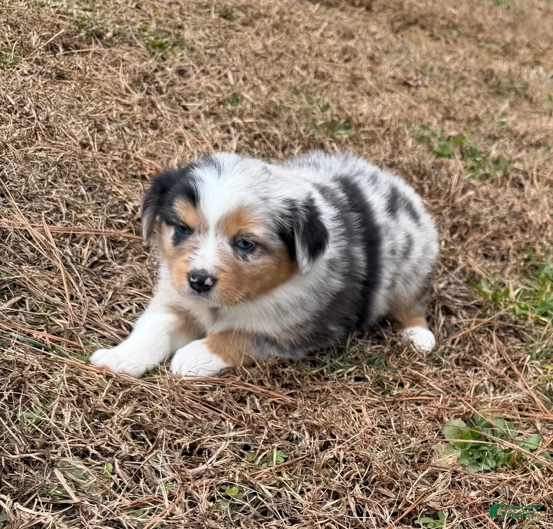 Australian Shepherd dogs for sale: Sasha - Ad 9