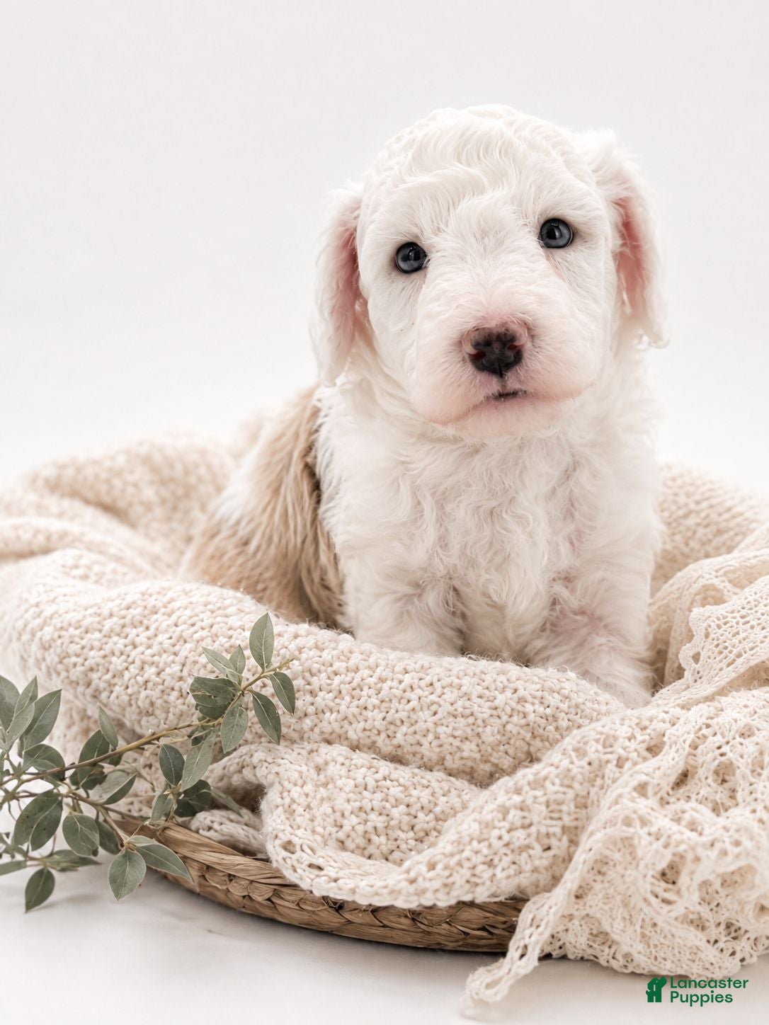 Aussiedoodle dogs Aussiedoodle 1 - Ad 24