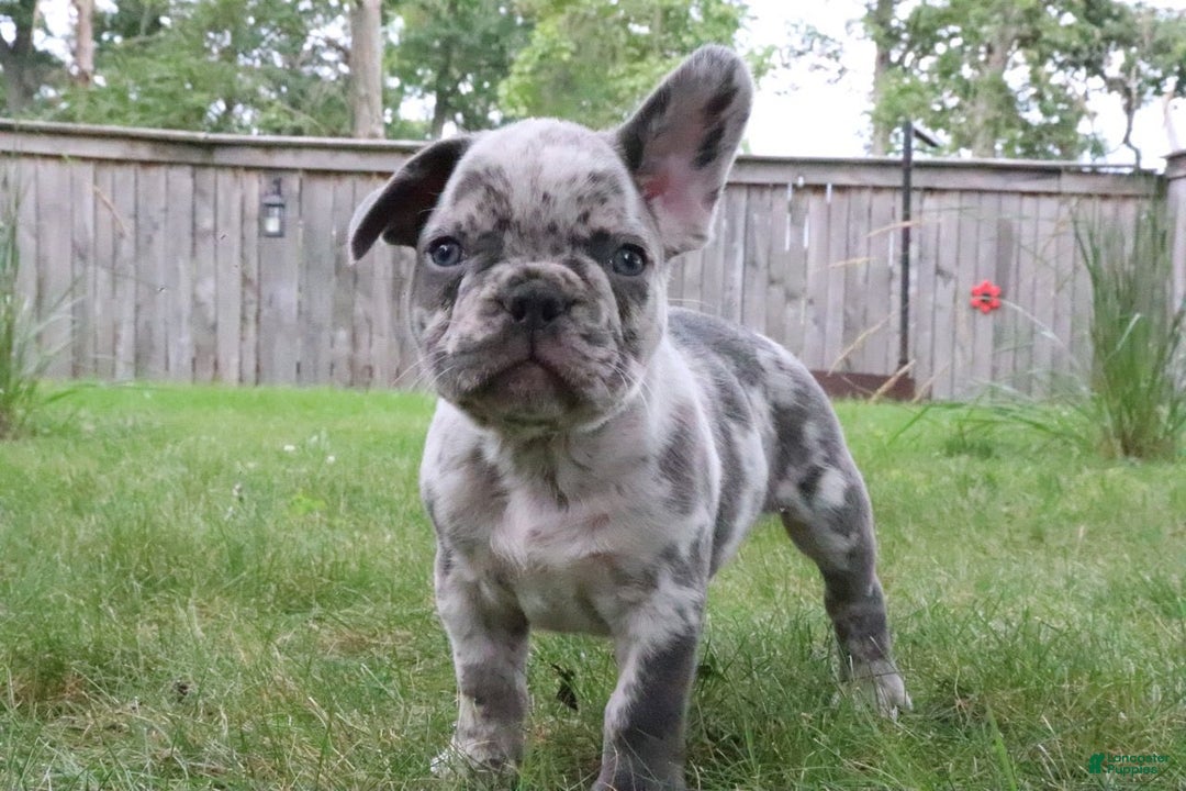 Bulldog Colors Grey And White French Bulldog For Sale French