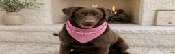 Labrador Retriever dogs for sale: Labrador Retriever Puppy 3 - Ad 2