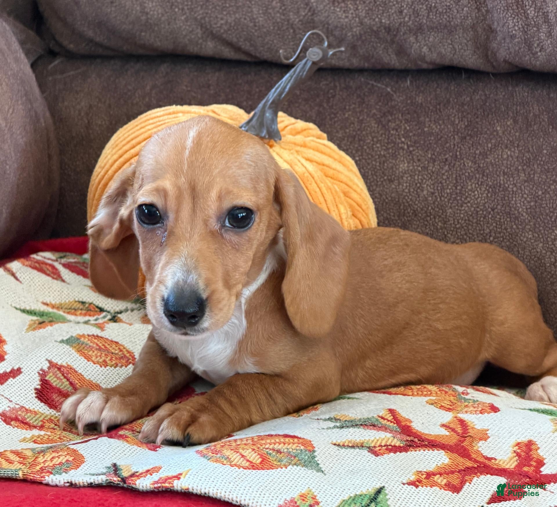 Miniature Dachshund dogs Annie - Ad 35