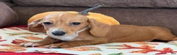 Miniature Dachshund dogs for sale: Annie - Ad 1