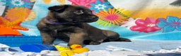 Belgian Malinois dogs for sale: Purple  - Ad 3