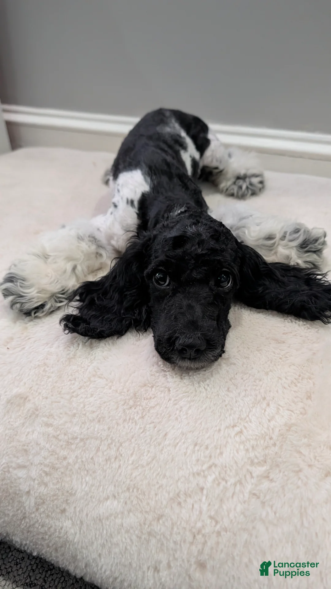 Cockapoo dogs for sale: Raven (F2b) - Ad 2
