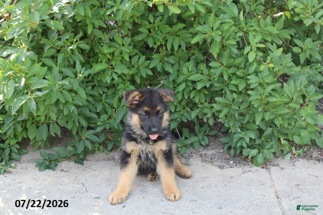 German Shepherd dogs for sale: Bob - Ad 1