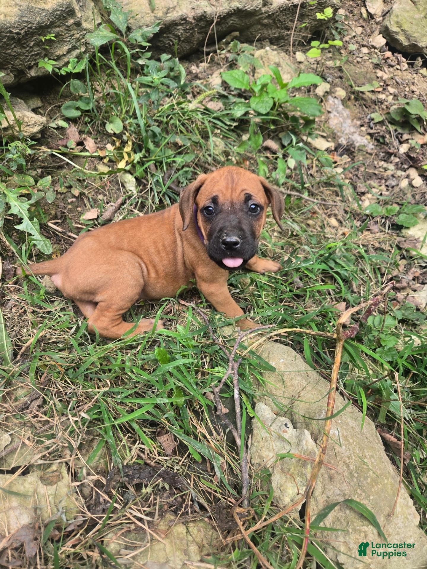 Cane Corso dogs Cane Corso 2 - Ad 31