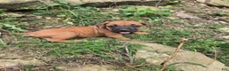 Cane Corso dogs for sale: Cane Corso 2 - Ad 1