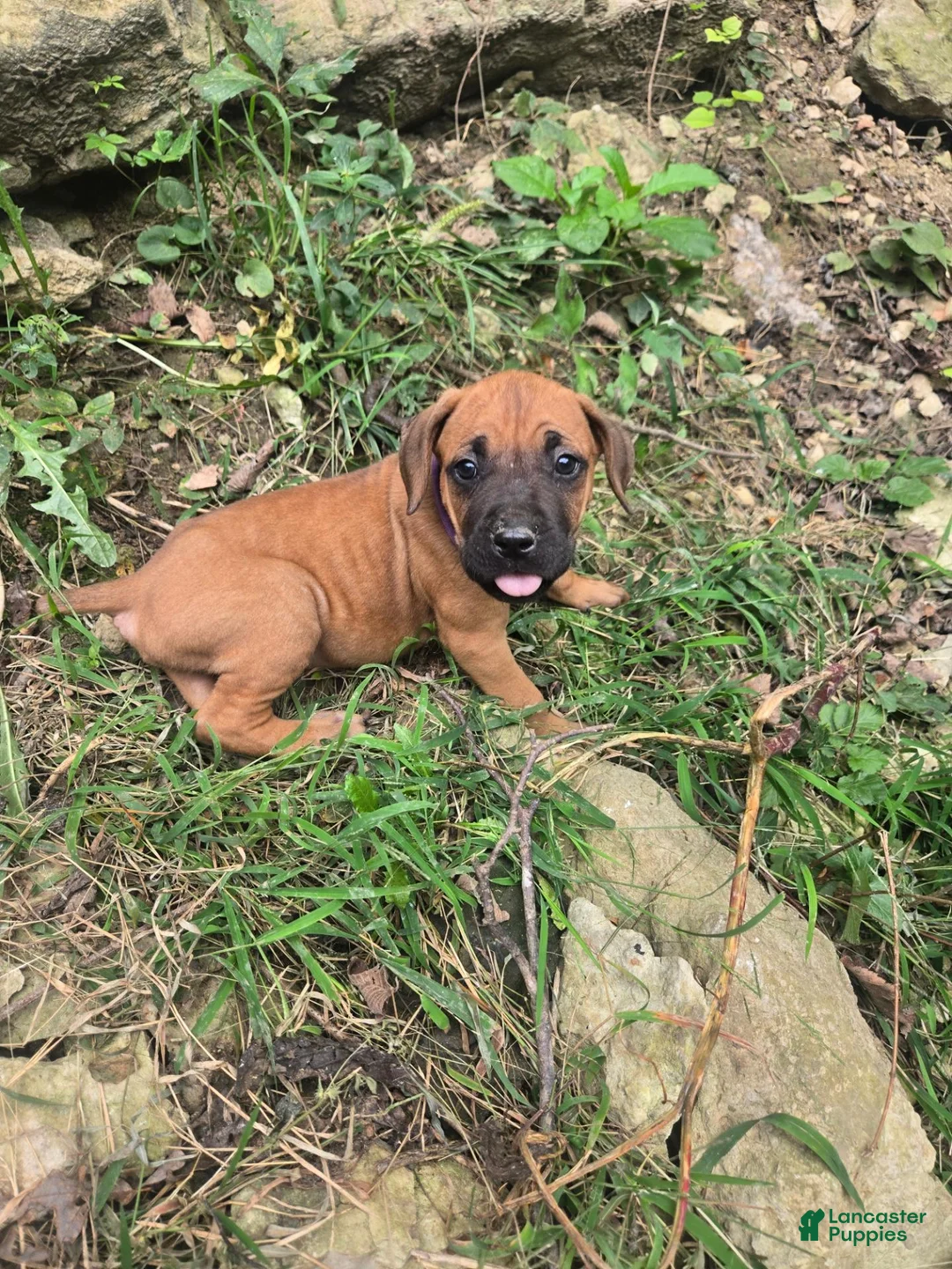 Cane Corso dogs for sale: Cane Corso 2 - Ad 1