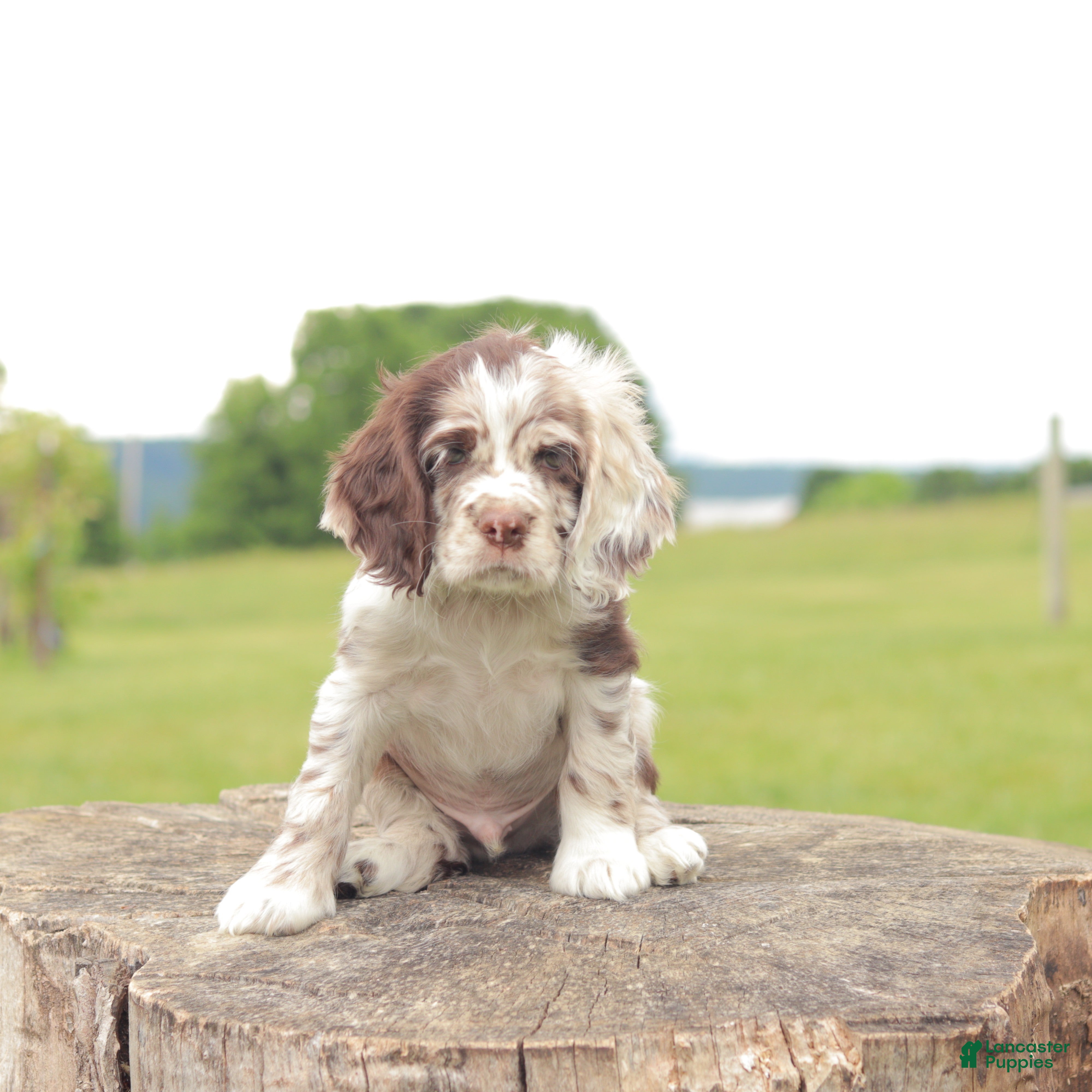 Cocker Spaniel dogs Axle - Ad 1