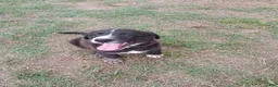 Mixed Breed dogs for sale: BEAR - Ad 1