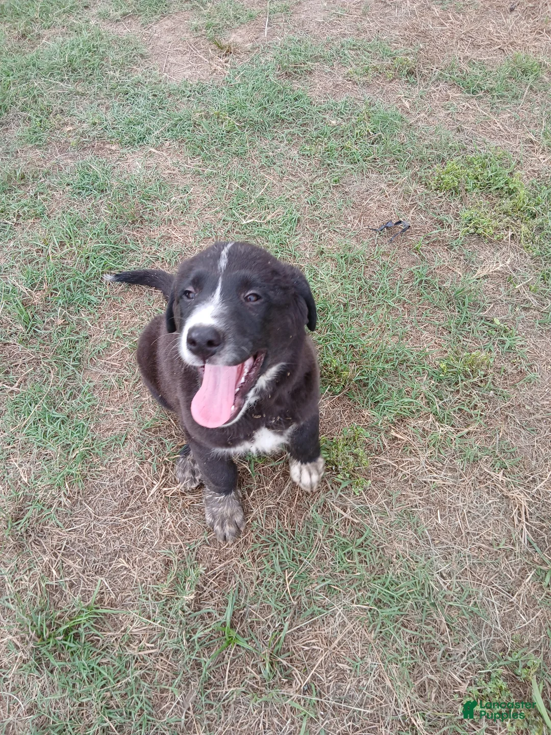 Mixed Breed dogs for sale: BEAR - Ad 1