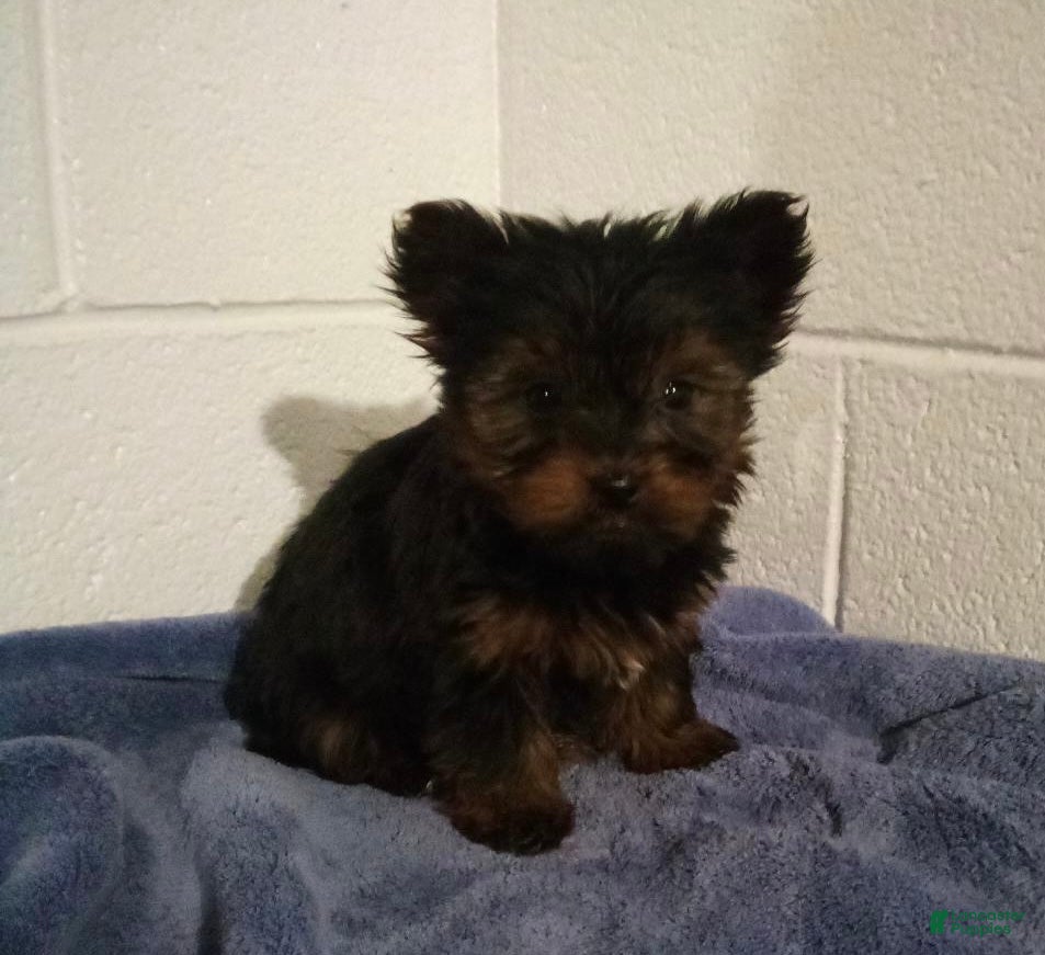 Yorkshire Terrier dogs Charlie - Ad 36