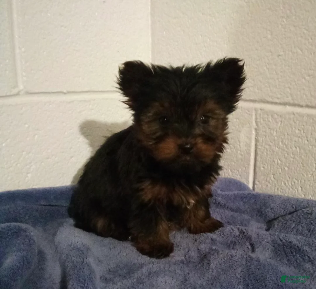Yorkshire Terrier dogs for sale: Charlie - Ad 1