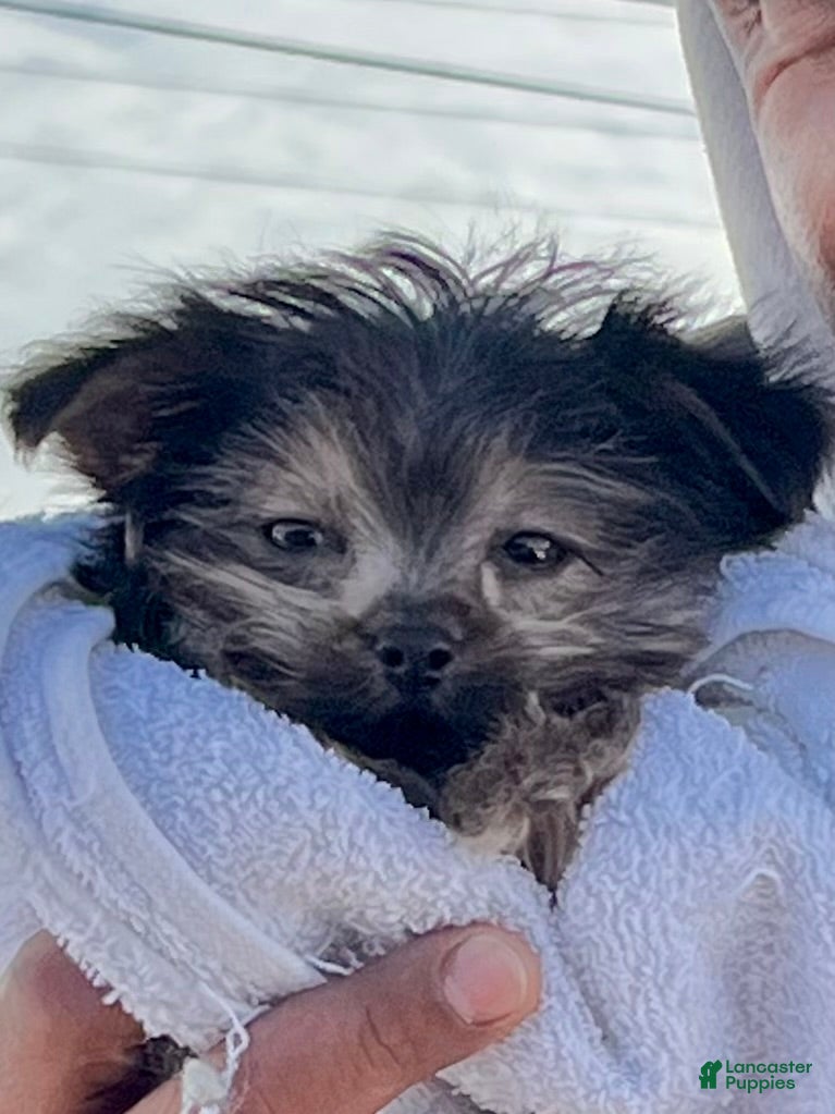 Yorkshire Terrier dogs Sweet Heart - Ad 33