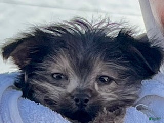 Yorkshire Terrier dogs Sweet Heart - Ad 33