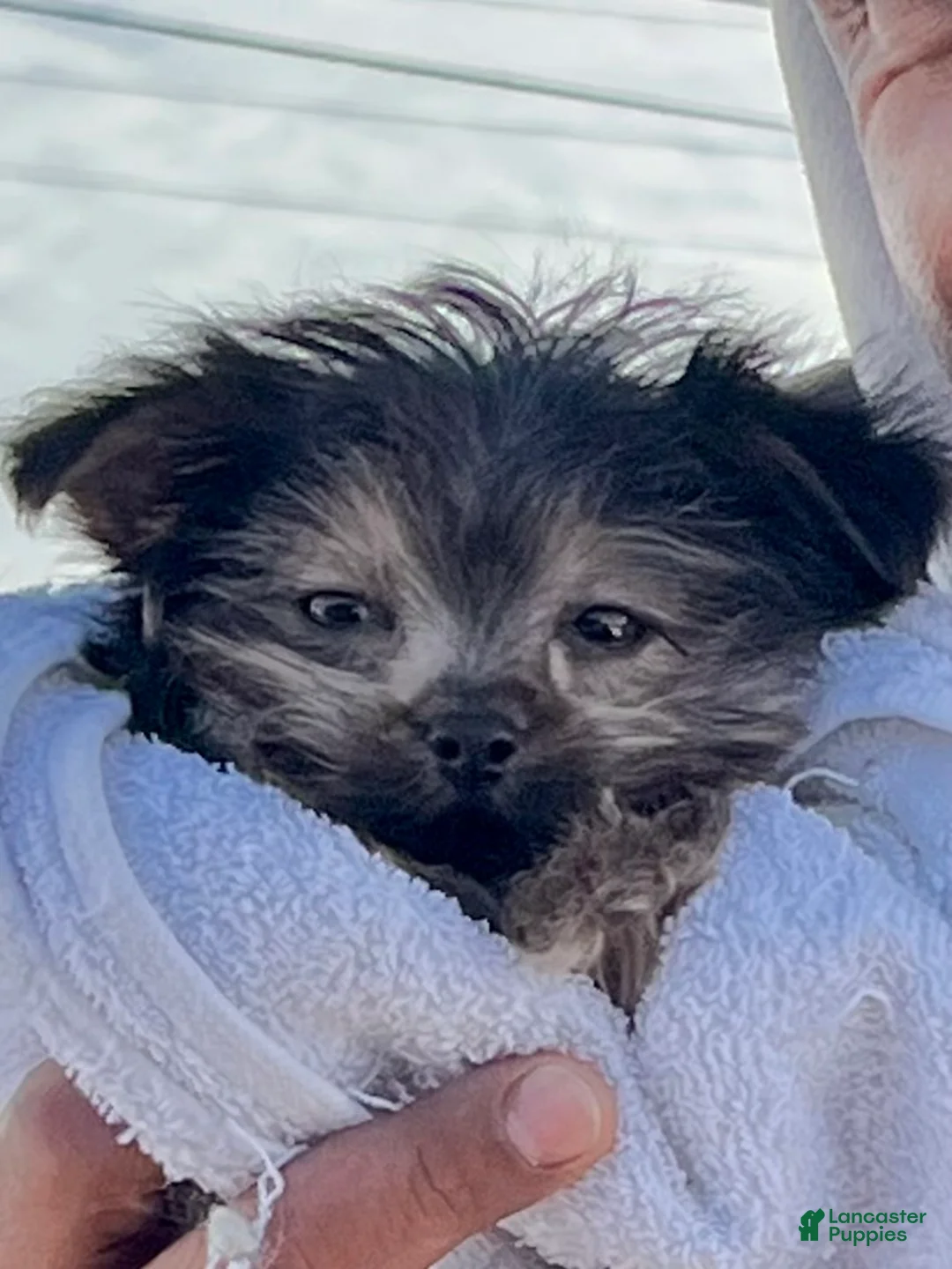 Yorkshire Terrier dogs for sale: Little one - Ad 11