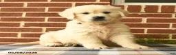 Golden Retriever dogs for sale: Penny - Ad 4
