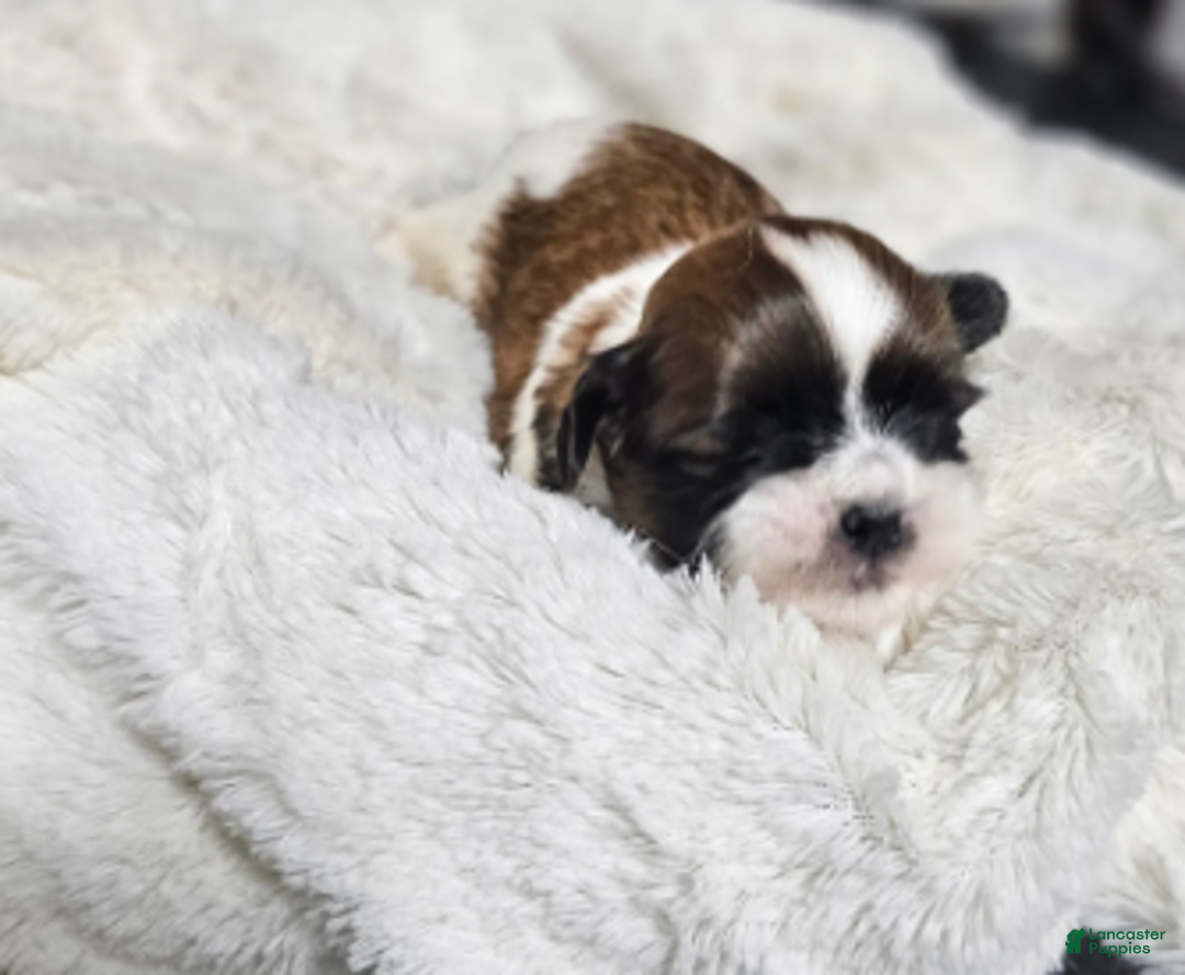 Shih Tzu dogs for sale: Bentley Ckc - Ad 4