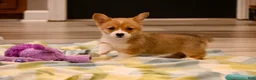 Welsh Corgi Pembroke dogs for sale: Marci - Ad 1
