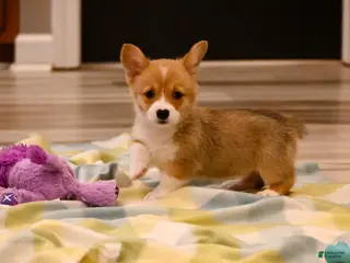 Welsh Corgi Pembroke dogs Marci - Ad 33