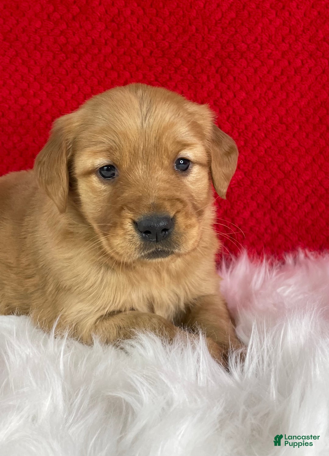 Golden Retriever dogs for sale: Stella  - Ad 4