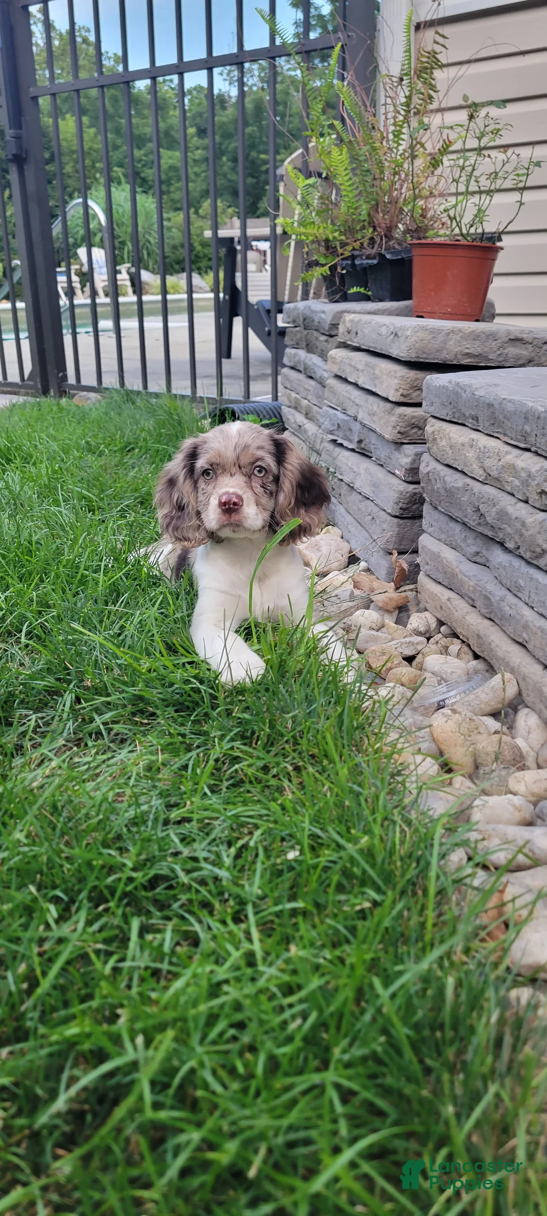 Mixed Breed dogs for sale: Rosie - Ad 2