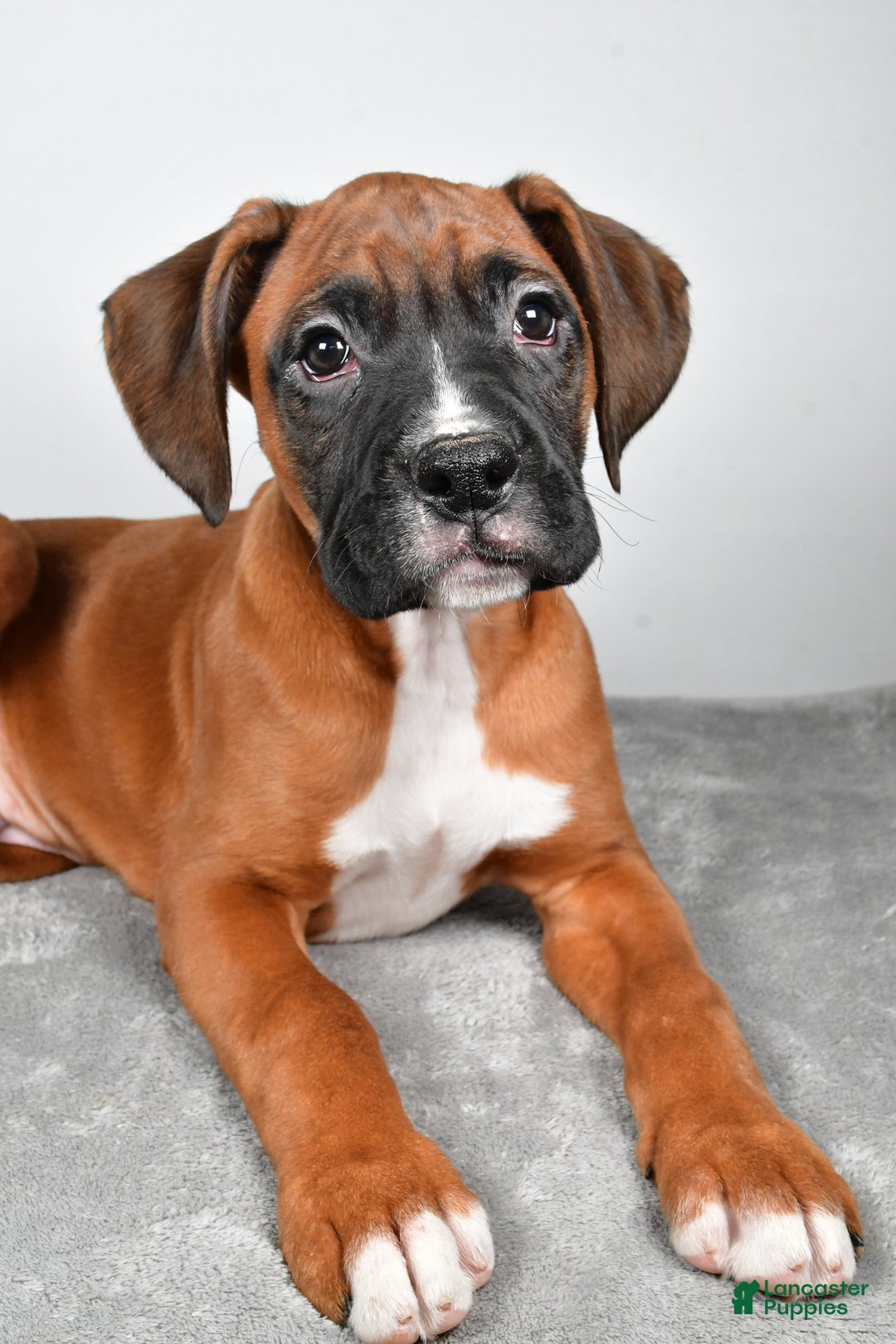 Boxer dogs for sale: Adam - Ad 3