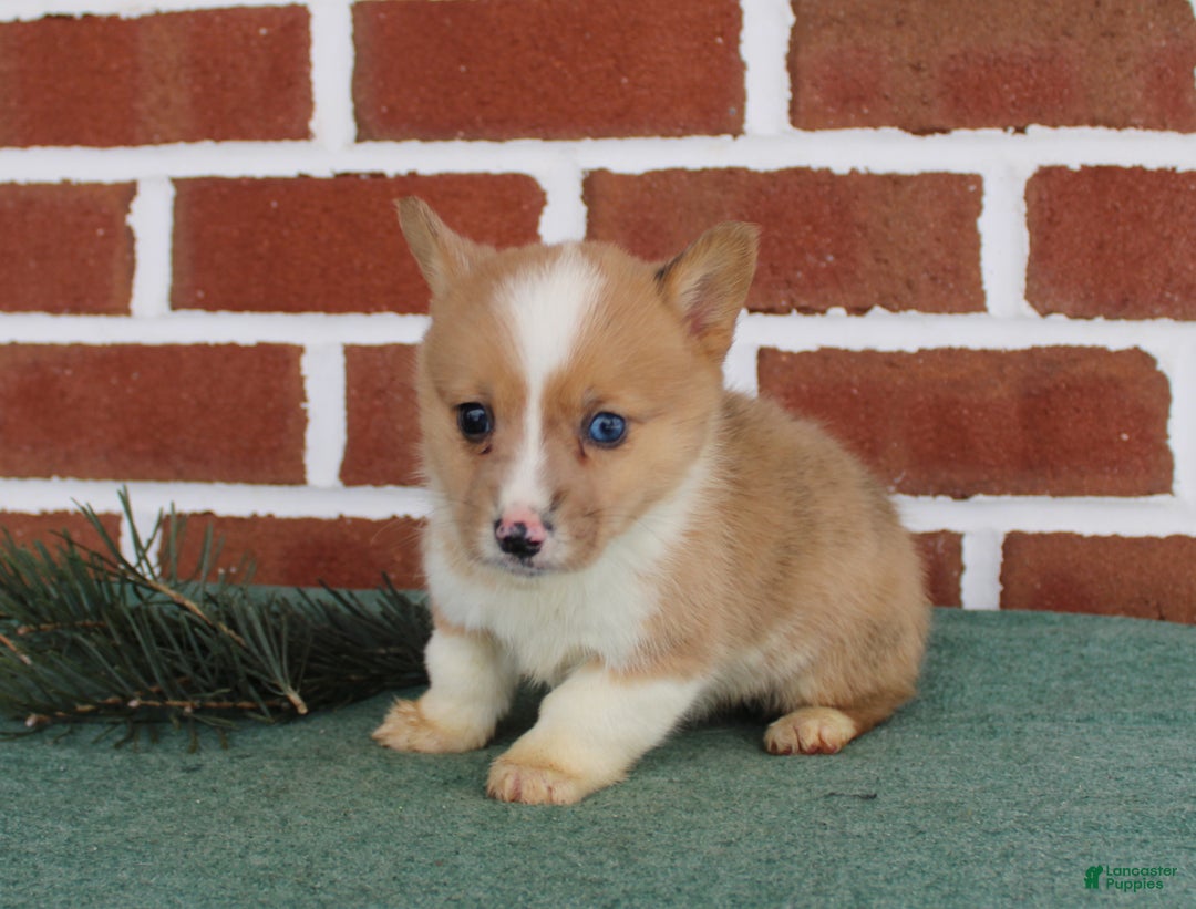 Welsh Corgi Pembroke dogs for sale: Justin - Ad 2