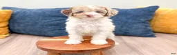 Miniature Poodle dogs for sale: Tucker - Ad 2