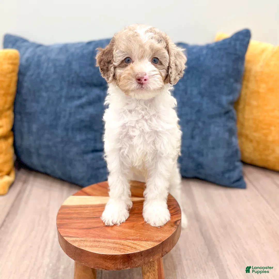 Miniature Poodle dogs for sale: Tucker - Ad 2