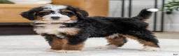 Mini Bernedoodle dogs for sale: Higgins - Ad 3