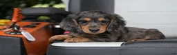 Miniature Dachshund dogs for sale: Buckley - Ad 6