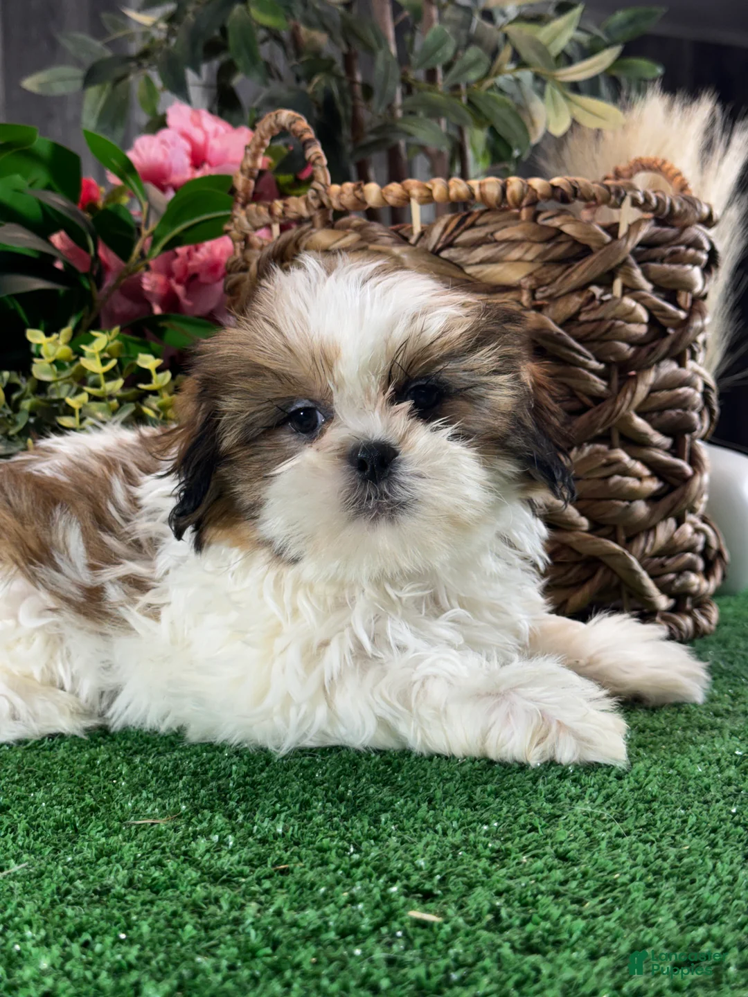 Shih Tzu dogs for sale: Sophie  - Ad 1