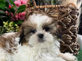 Shih Tzu dogs Sophie - Ad 31
