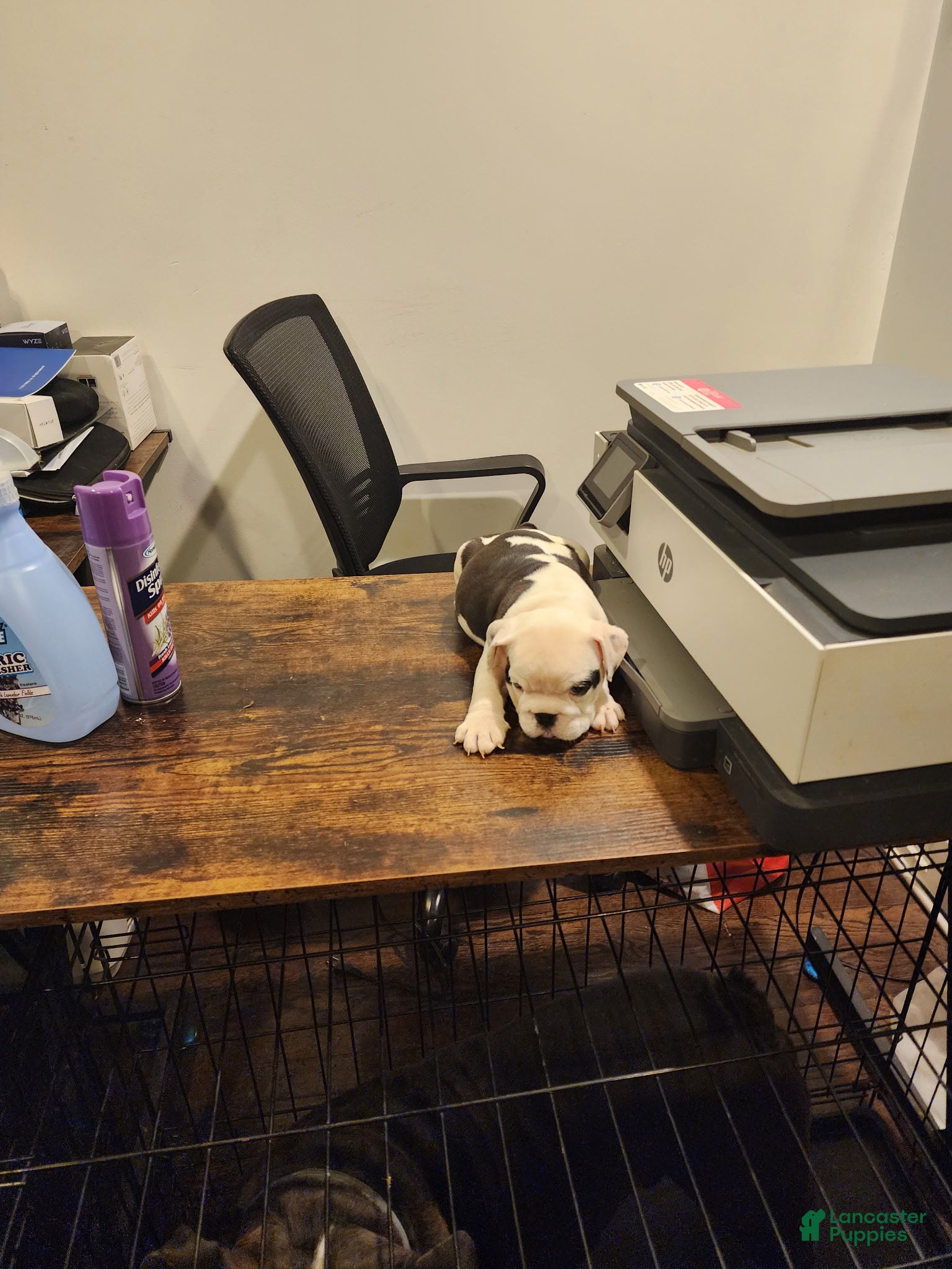 English Bulldog dogs Pepper - Ad 8