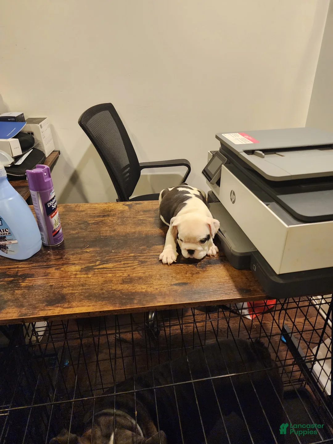 English Bulldog dogs for sale: Pepper - Ad 1