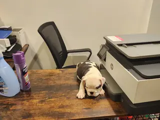 English Bulldog dogs Pepper - Ad 8