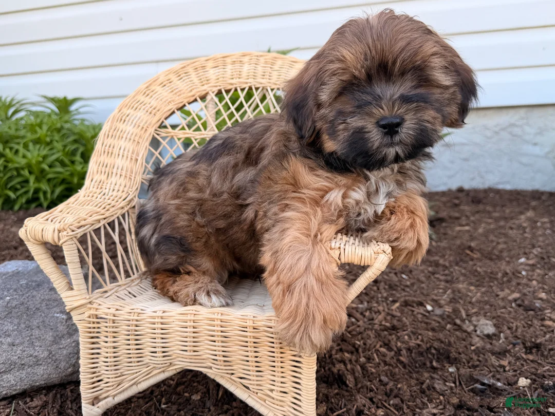 Shorkie dogs for sale: Pablo  - Ad 1