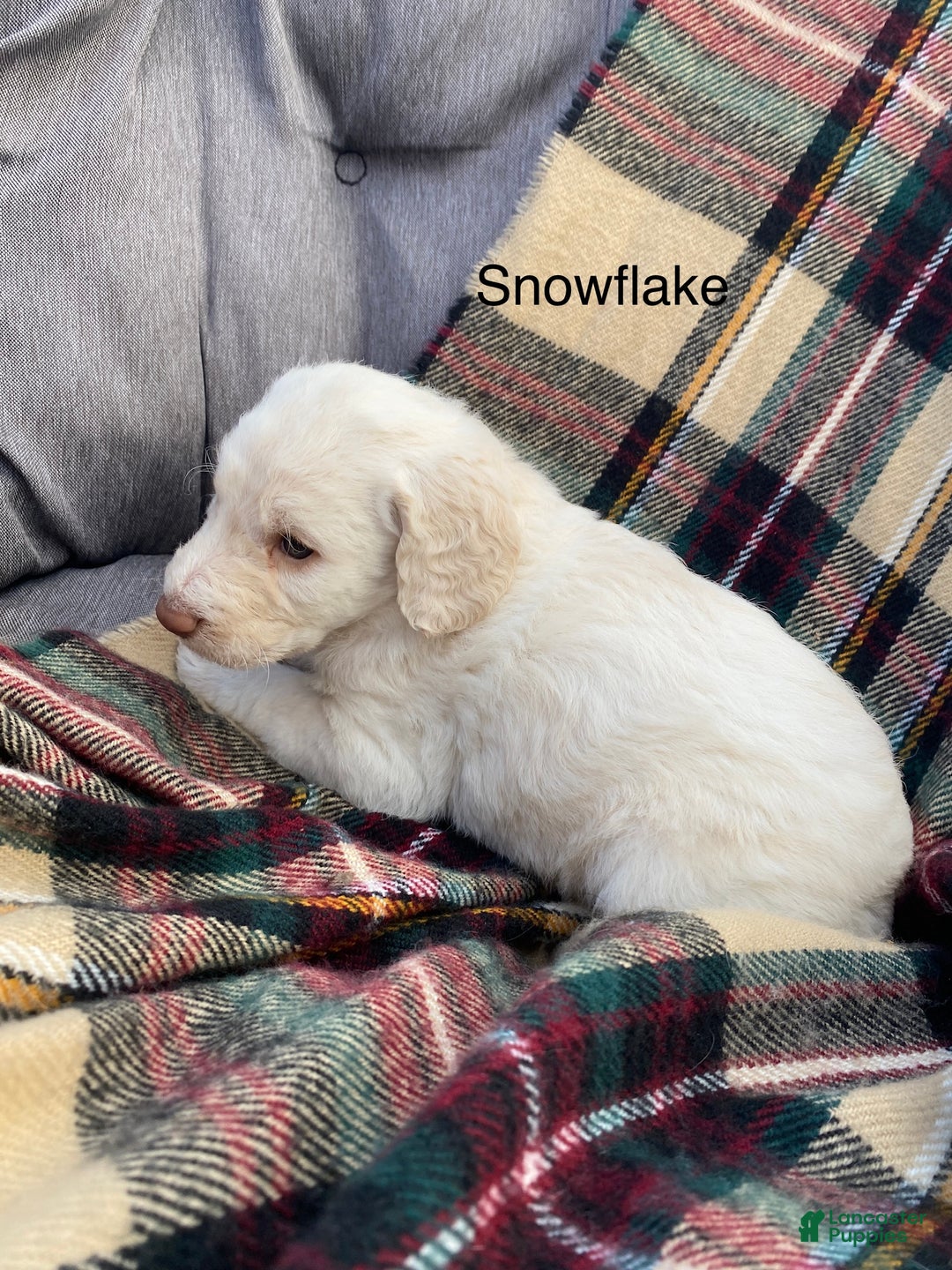 Labradoodle dogs for sale: Snowflake - Ad 17