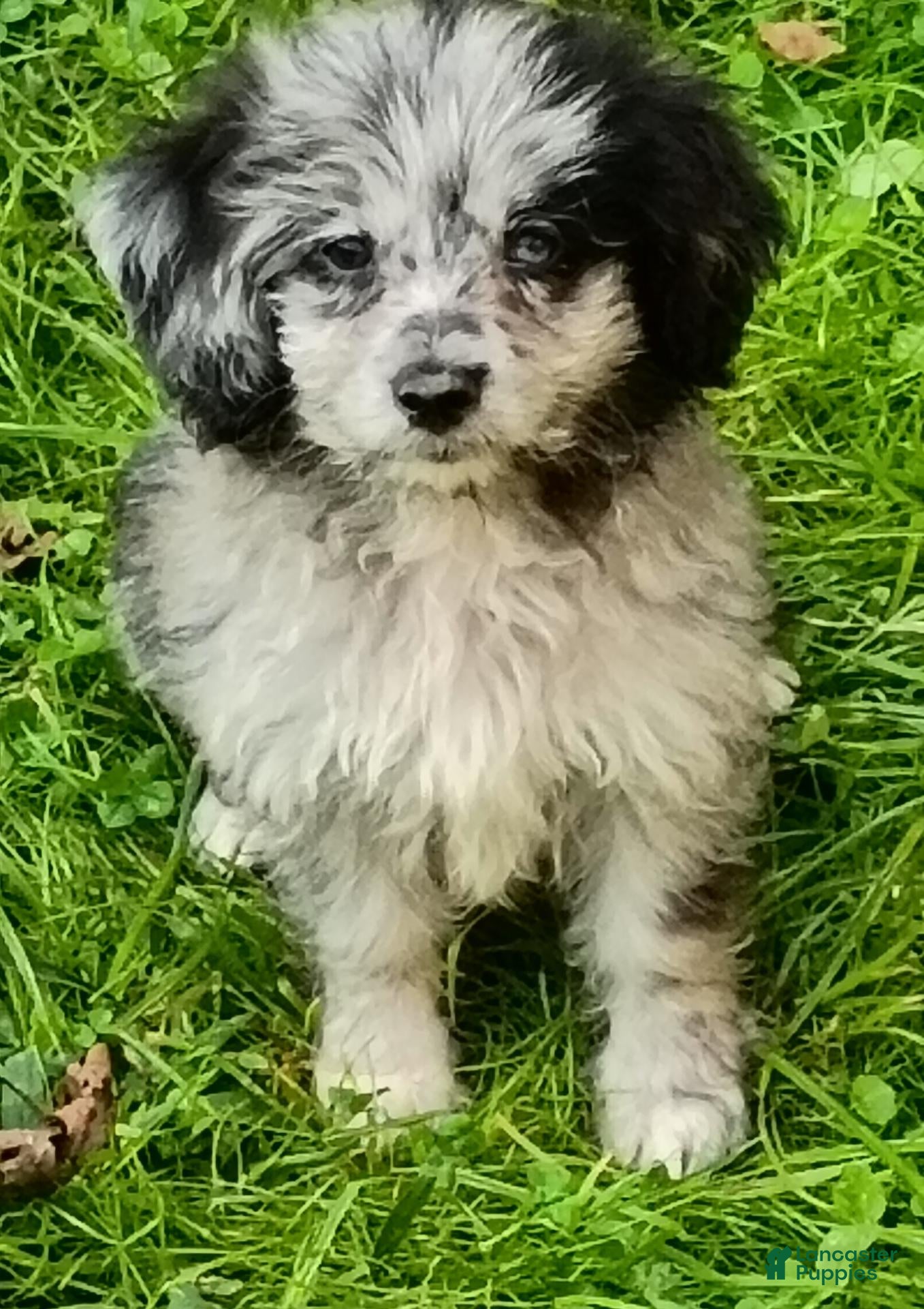 Mini Aussiedoodle dogs Bluey Toy/Small Mini  - Ad 1