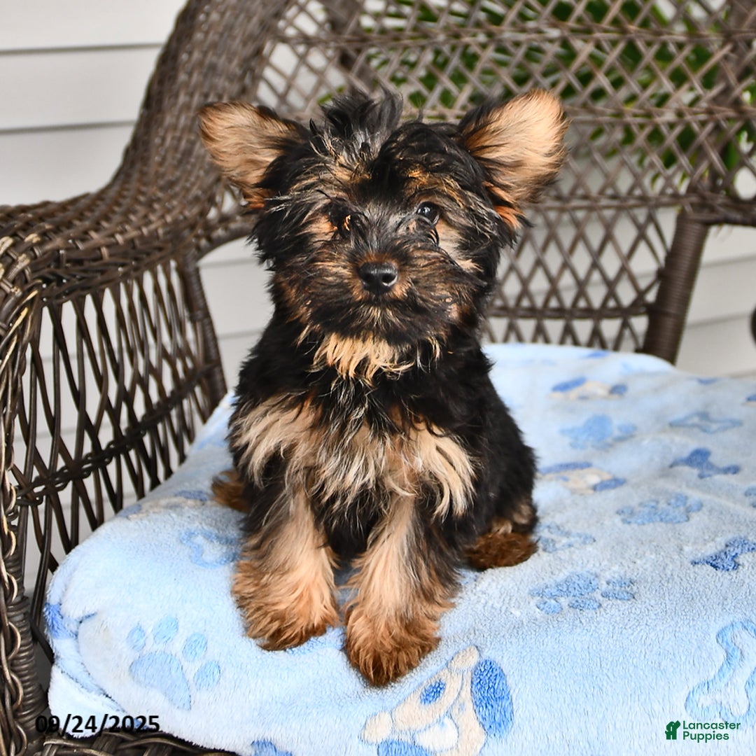 Yorkshire Terrier dogs for sale: Anthony - Ad 11