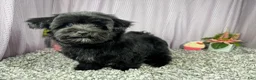 Morkie dogs for sale: Morkie 1 - Ad 2