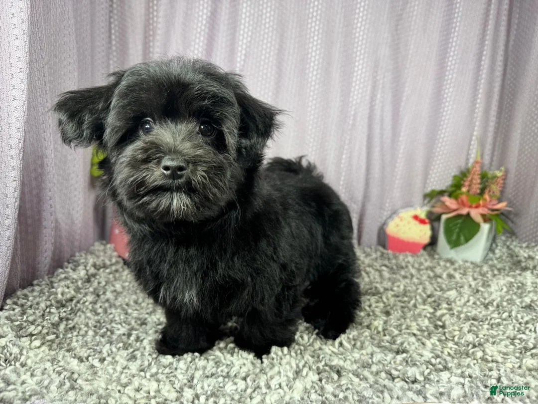 Morkie dogs for sale: Morkie 1 - Ad 2