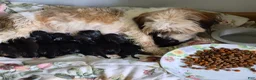 Mixed Breed dogs for sale: Mixed Breed 5 - Ad 11
