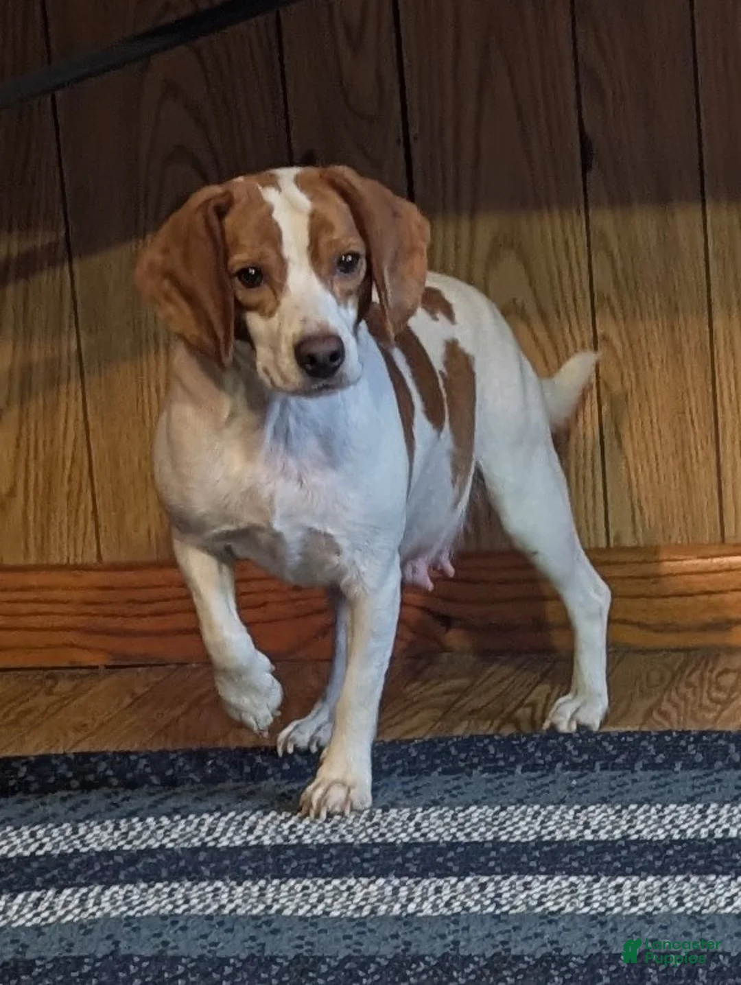 Puggle dogs for sale: Kobe  - Ad 15