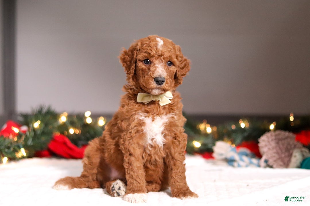 Standard Poodle dogs for sale: Bluey - Ad 4